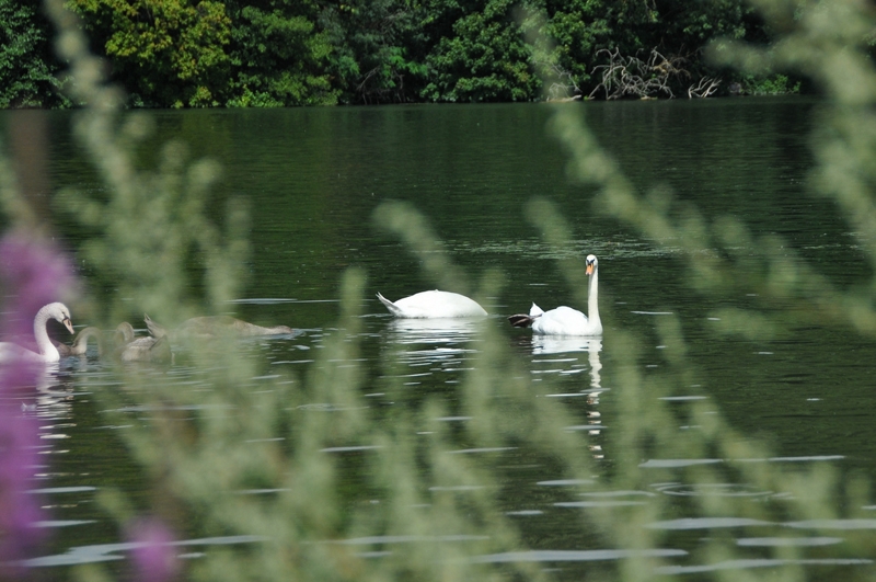 Evry Daily Photo - Seine de Vacances  Evry a l’heure d ete - 13 - large.jpg